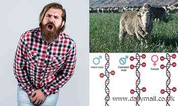 Health: Castration could help men to live LONGER, sheep study suggests