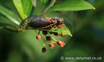 Trillions of baby cicadas to fall from trees as Brood X eggs hatch, but they'll be almost invisible