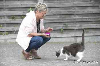 BUURTREPO. Poezencentrale Mol slaat alarm: “Meer zwerfkatten... (Mol) - Gazet van Antwerpen