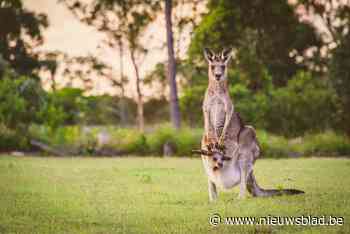 Kangoeroe overleeft botsing op weg niet