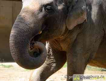 Guten Nachrichten aus dem Zoo Augsburg | Elefantenseniorin Targa wagt den Umzug | Presse Augsburg - Presse Augsburg