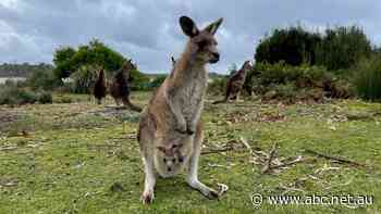 Regional Victorian housing boom encroaches on animal territory