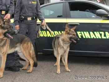 Sequestrati 26 chili di hashish nel Grossetano: è il fermo per droga più importante della provincia - gonews