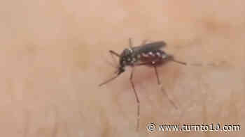 Mosquitos in Rhode Island test negative for West Nile Virus so far - WJAR