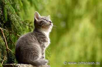 Stegaurach: Katze angeschossen - zwei Kugeln treffen das Tier