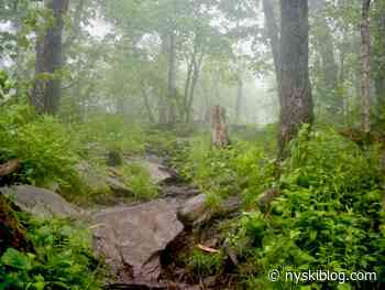 Escarpment Trail Run Escapade