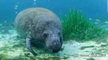 More manatees have died in the first half of 2021 than in any other year in Florida's history, wildlife agency says