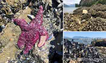 Heat Dome killed 1 BILLION sea creatures in the Pacific Northwest with temperatures at 104F