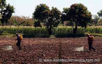 La pandemia causa estragos en el campo - El Sol de Cuernavaca