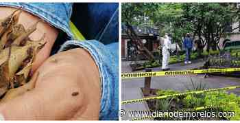 Por arañas cierran el Jardín Juárez, de Cuernavaca - Diario de Morelos