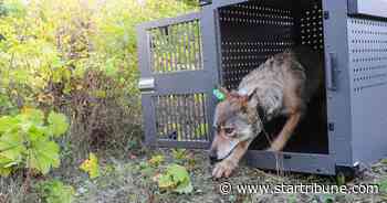 Scientists: Pup births hopeful sign for Isle Royale wolves