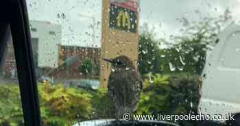 McDonald's customers having their food stolen by 'notorious' birds in drive thru - Liverpool Echo
