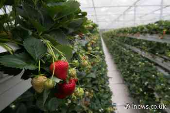 ‘Real prospect’ of UK food shortages in supermarkets due to a serious lack of labour, British growers warn - iNews