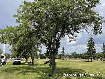Dutch elm disease detected in tree in Saskatoon's Leif Erickson Park