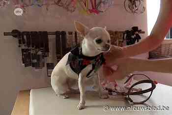 Bij Petit Loup steken ze de honden in een nieuw jasje