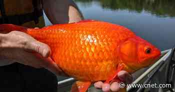 Tiny goldfish dumped into lakes are growing as big as footballs     - CNET