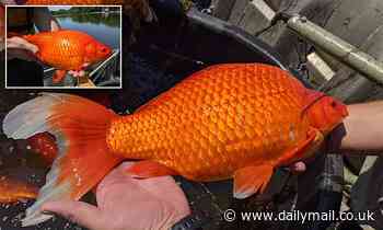 Goldfish the size of FOOTBALLS take over Minnesota lake