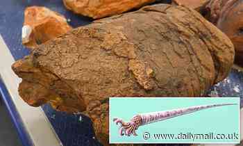 Fossils of vicious 8ft-long predator that stalked oceans 460 MILLION years ago are rediscovered