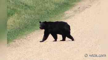 Bruno the Bear, Euthanized in State of Louisiana - WLDS-WEAI News