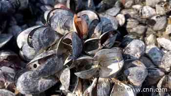 Heat wave may have cooked around a billion shellfish