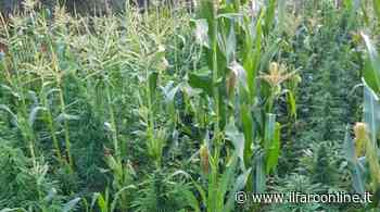 Ardea, trasforma l'orto di pomodori in una piantagione di marijuana: arrestato - Il Faro online