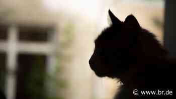 Katze bei Bamberg von zwei Kugeln getroffen - BR24