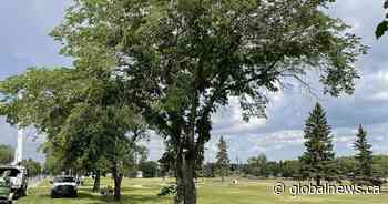 Tree tests positive for Dutch elm disease in Saskatoon park - Global News