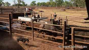 Buffalo industry relieved as NT's only major meatworks reopens