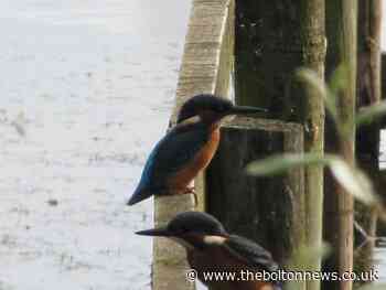 Kingfisher chosen to represent Bolton in eco-tourism drive