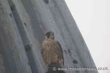 Bolton Town Hall peregrine falcons welcome new fledgling