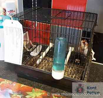 Dartford woman banned for trapping wild birds in her home