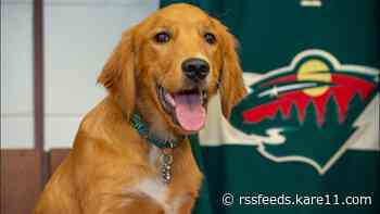 Minnesota Wild pup Hobey meets forever family