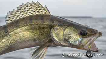 Mille Lacs summer walleye shutdown ends Friday