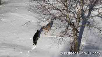 Scientists call pup births a hopeful sign for Isle Royale wolves