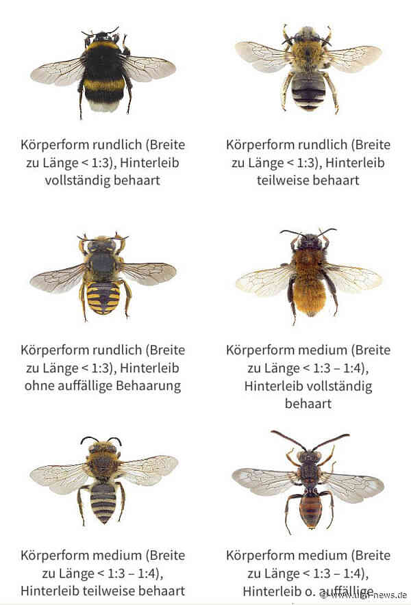 Was summt in Garten und Feld? Smartphone-App hilft, Wildbienen leichter zu bestimmen