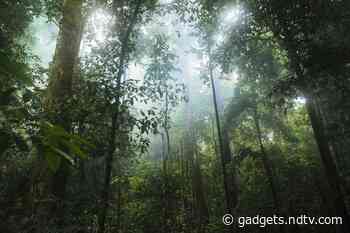 Smartphones, Satellite Data Helped Indigenous Peruvians Save Amazon Rainforest: Study