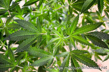 Congressional Lawmakers Advance Marijuana Protections For Medical Programs And Universities In New Spending Bills - Marijuana Moment