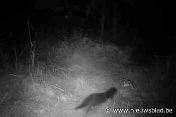 Wildcamera levert bewijs van otter in Rupelstreek