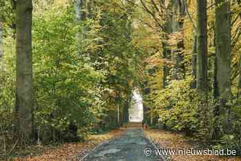 Beuken van historische Boechoutse dreef blijven staan