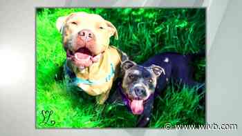 Mel's Mutts: Nala and Simba