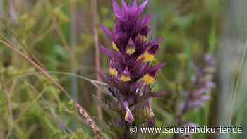 Unscheinbare Perlen: Acker bei Giershagen bietet seltenen Wildkräutern geschützen Lebensraum - sauerlandkurier.de