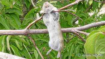 In Brilon und Marsberg „Missverständnisse aufgeklärt“ - Westfalenpost