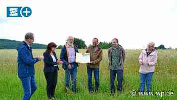Diese seltenen Pflanzen gibt es nur in Marsberg - Westfalenpost