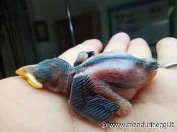 MANDURIA - Negli ultimi 10 giorni ricoverati nel Centro di recupero delle Riserve circa 120 esemplari di fauna selvatica in difficoltà - ManduriaOggi