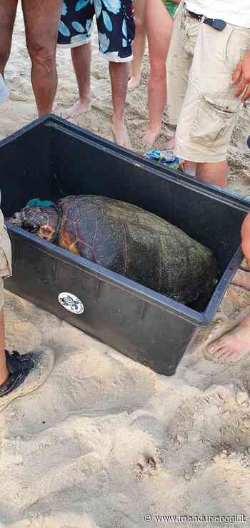 MANDURIA - Verrà rimessa in libertà domenica prossima (18 luglio) la tartaruga Elena - ManduriaOggi