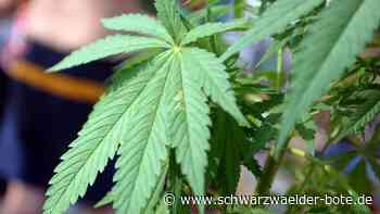 Cannabis-Anbau in Löffingen - Passant entdeckt Hanfpflanzen auf Maisfeld - Schwarzwälder Bote