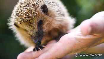 Tiere in Ulm und Neu-Ulm: Igel werden skalpiert: Mähroboter sind gefährlich - SWP