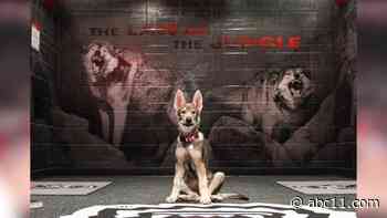 Tuffy III: Meet NC State's newest live mascot after death of Tuffy II in October