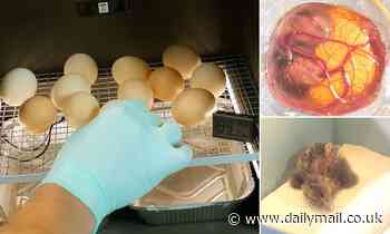 YouTuber shares footage of a chicken embryo developing into a chick by placing it in a GLASS 'egg' 