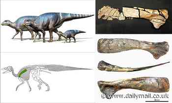 Shoulder blade of 29-foot-long dinosaur that lived some 81 million years ago is unearthed in Japan